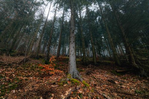 Moody Forest Scene with Vibrant Autumn Foliage · Free Stock Photo