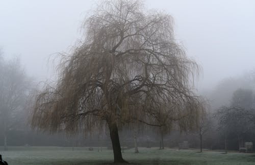 Free stock photo of fog, london, tree