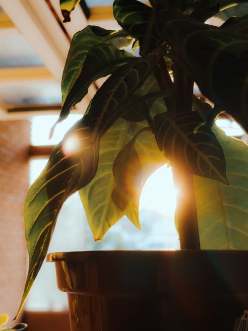 Free A close-up of a sunlit indoor plant with vibrant leaves and lens flare in a cozy setting. Stock Photo