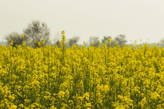 Expansive rapeseed fields in full bloom under a clear sky, captured in Punjab, Pakistan.