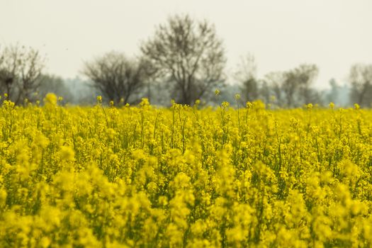 Bright yellow rapeseed field in Punjab, capturing the essence of spring's agricultural beauty.