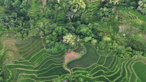 Free Stunning aerial view of lush green terraced rice fields in Sukabumi, Indonesia. Stock Photo