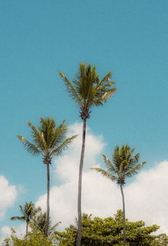 Tall palm trees under a clear blue sky, perfect for summer vibes.