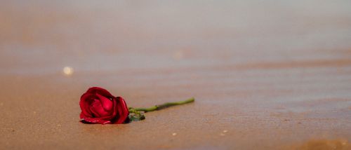Free A single red rose rests elegantly on a sandy beach, contrasting beauty and solitude. Stock Photo