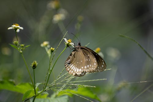 Free stock photo of animals, birds, bugs