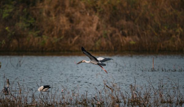 A stork majestically flies over a serene lake in Thailand, capturing the beauty of nature.