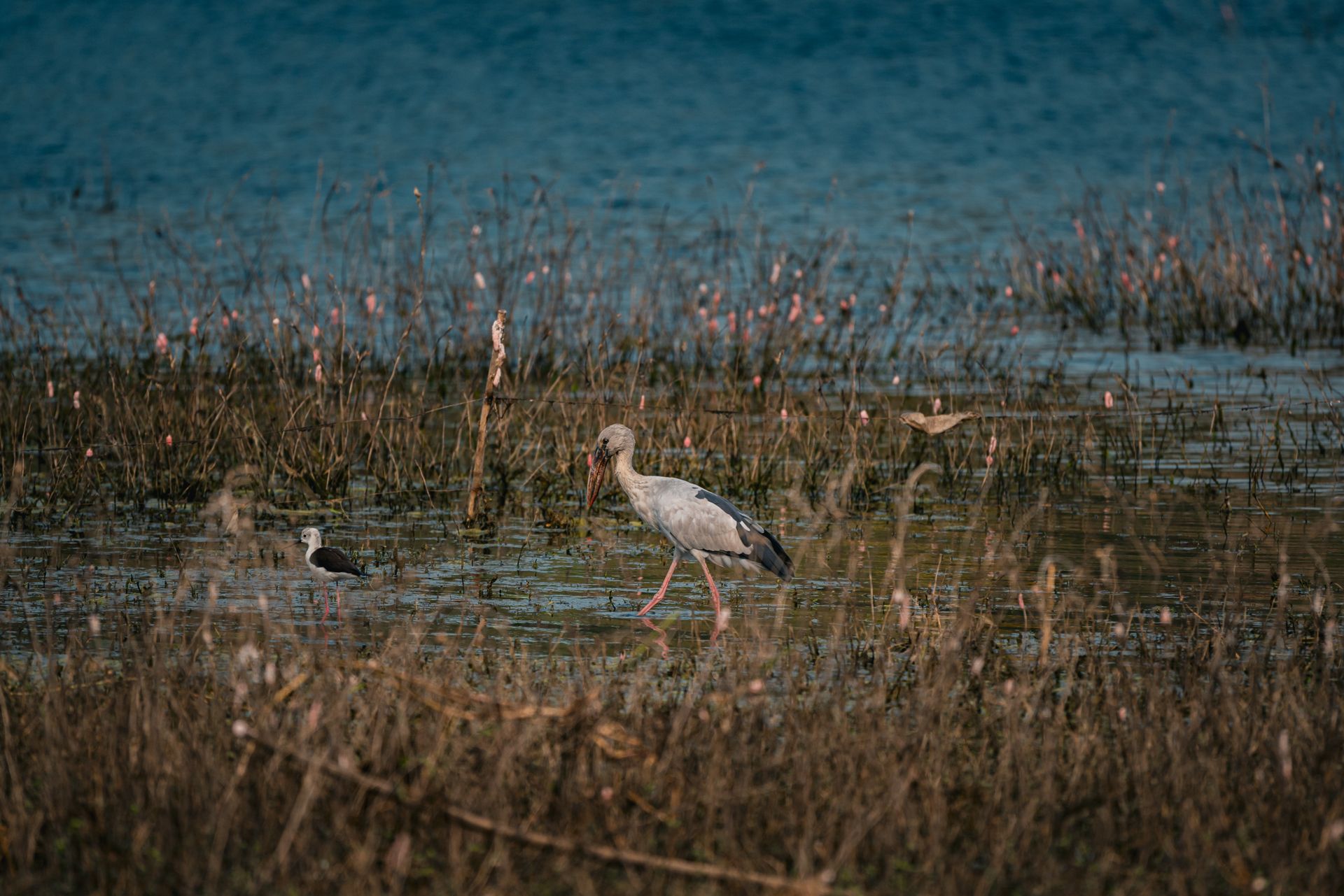 Egrets and other water birds wading through wetlands in Thailand, showcasing natural beauty.