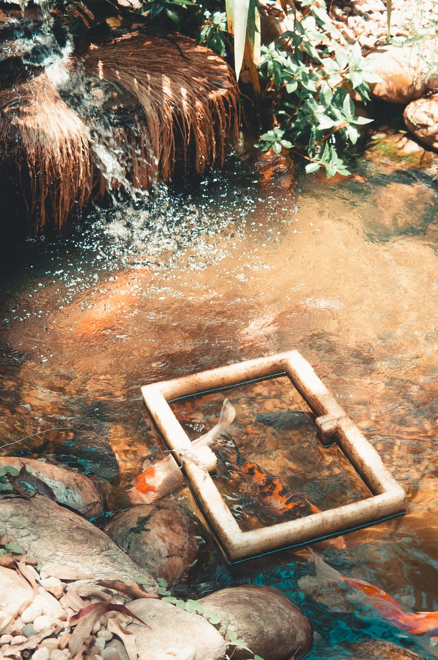 Garden pond with koi fish swimming