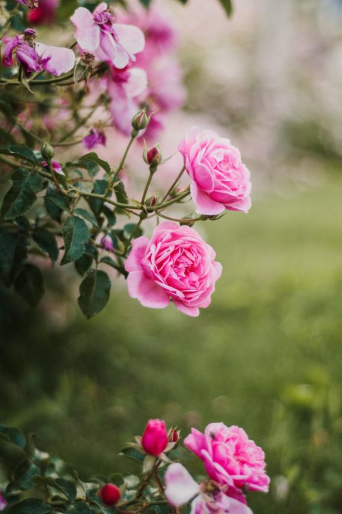 Free Beautiful pink roses bloom in a lush garden, offering a serene and vibrant atmosphere. Stock Photo