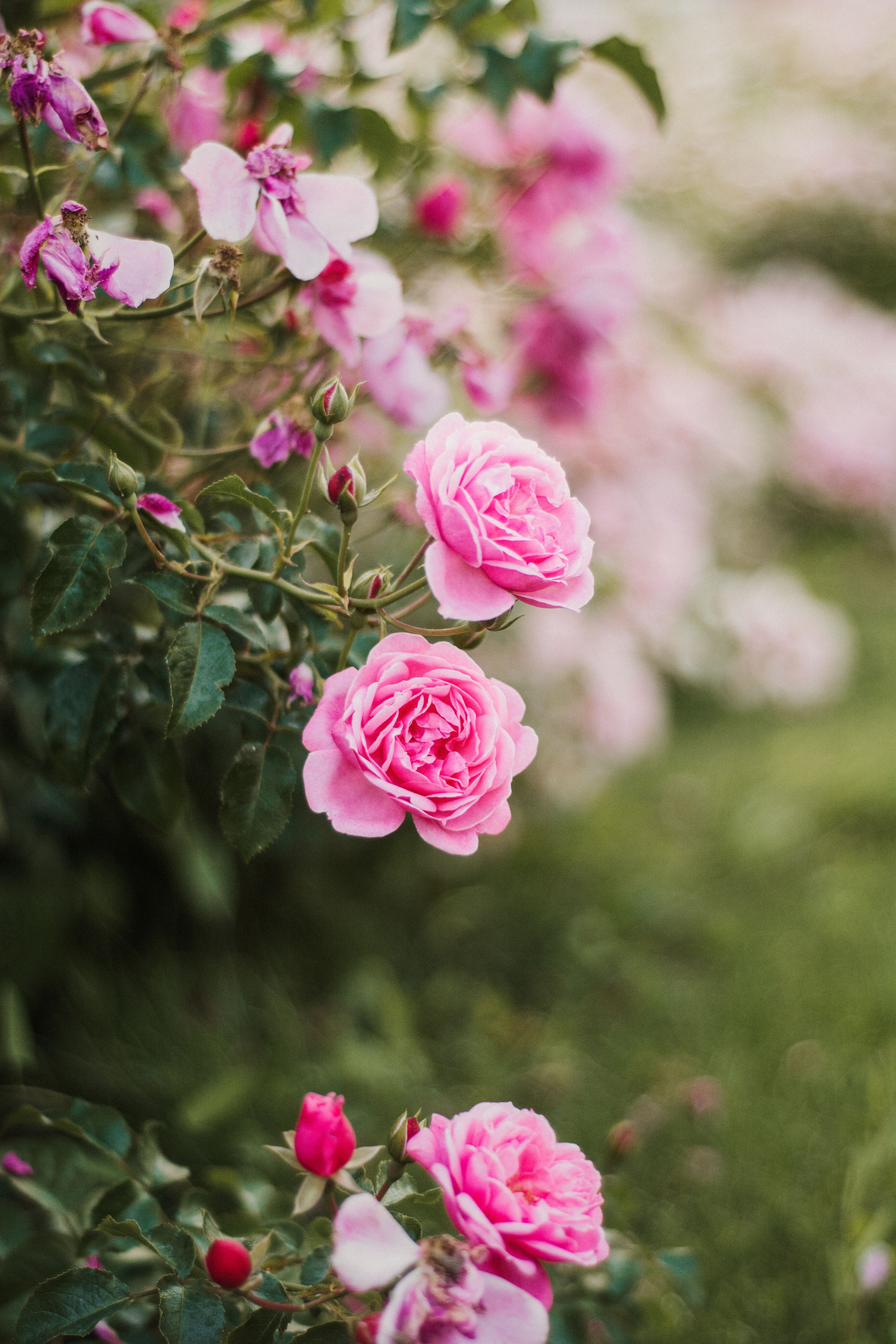 Include Fragrant Flower Varieties