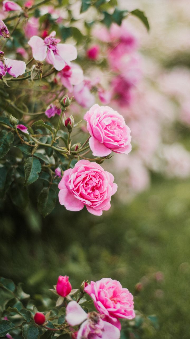 Include Fragrant Flower Varieties