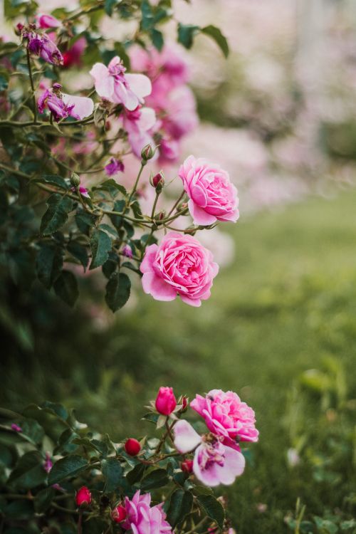 Free Beautiful pink roses blooming in a lush garden on a bright day. Stock Photo