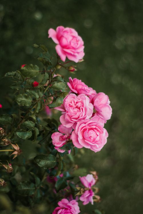 Free Vibrant pink roses blooming against a rich green garden setting, showcasing nature's beauty. Stock Photo