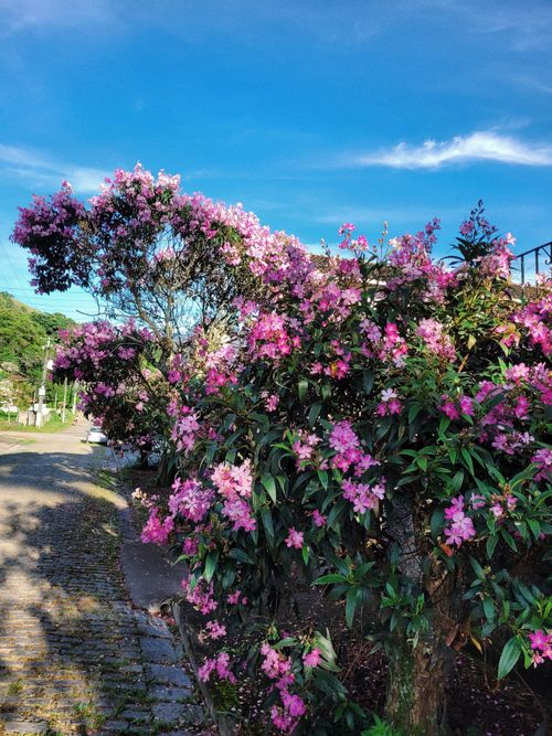 Free Beautiful pink rhododendron blooms on a sunny cobblestone path, vibrant blue sky. Stock Photo