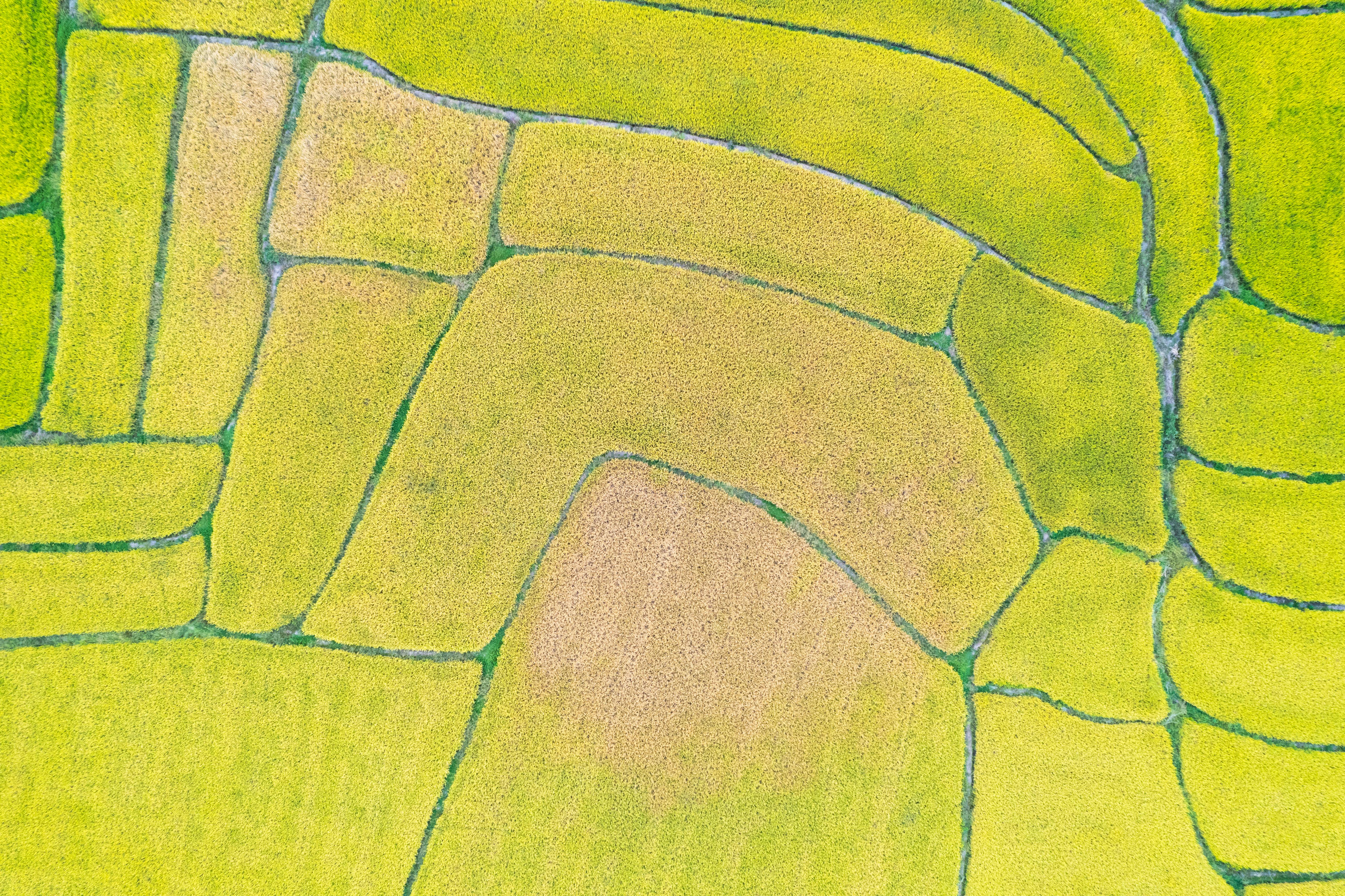 Free A stunning aerial shot of vibrant rice terraces in Hubei, China during summer. Stock Photo