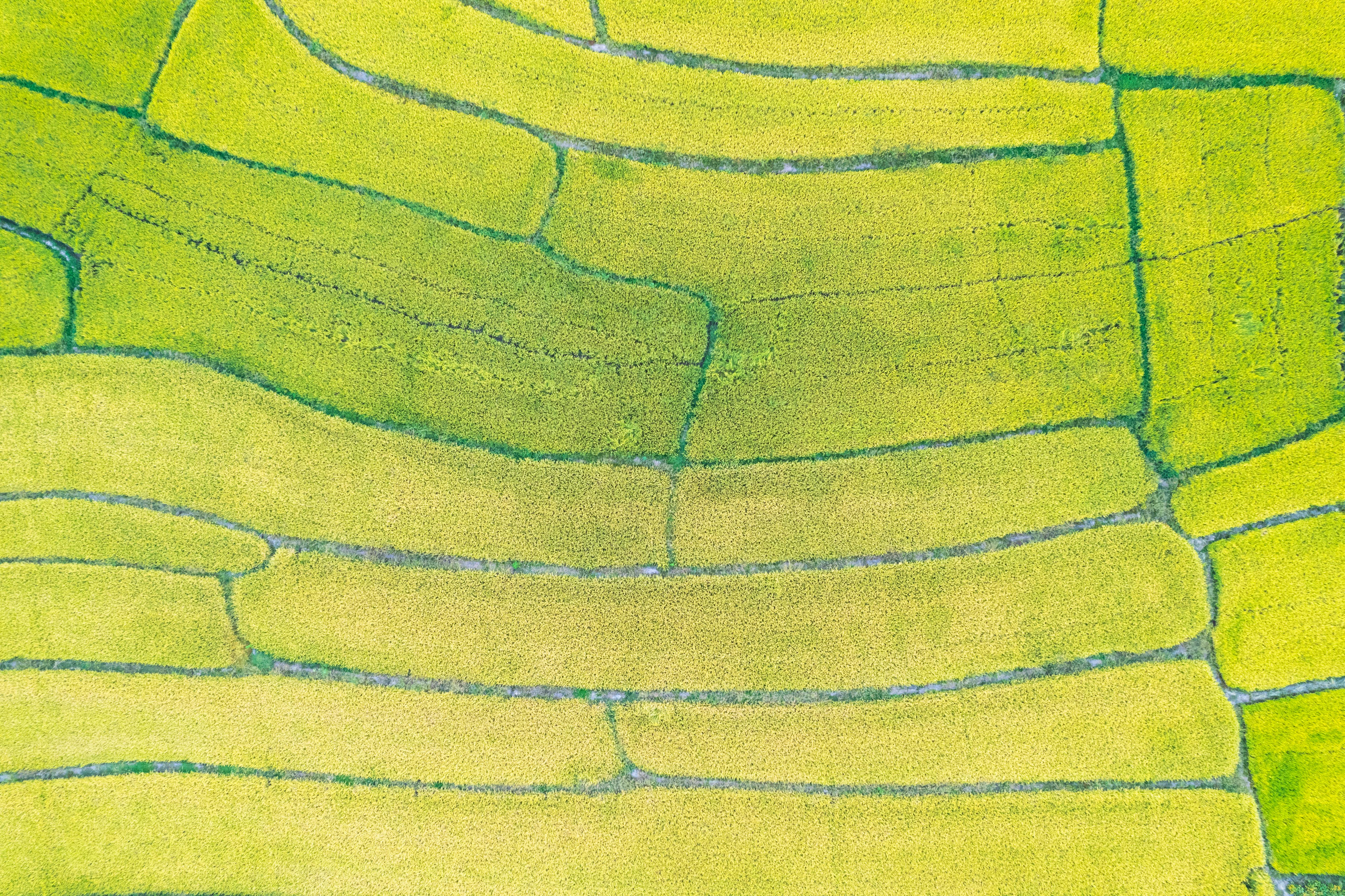 کاربرد کود کشاورزی در گلخانه در گرگان - نمای نزدیک