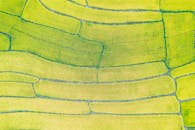 Aerial View of Lush Green Rice Fields in Summer