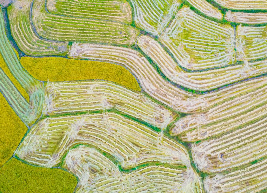 Ziro Rice Fields photo 3