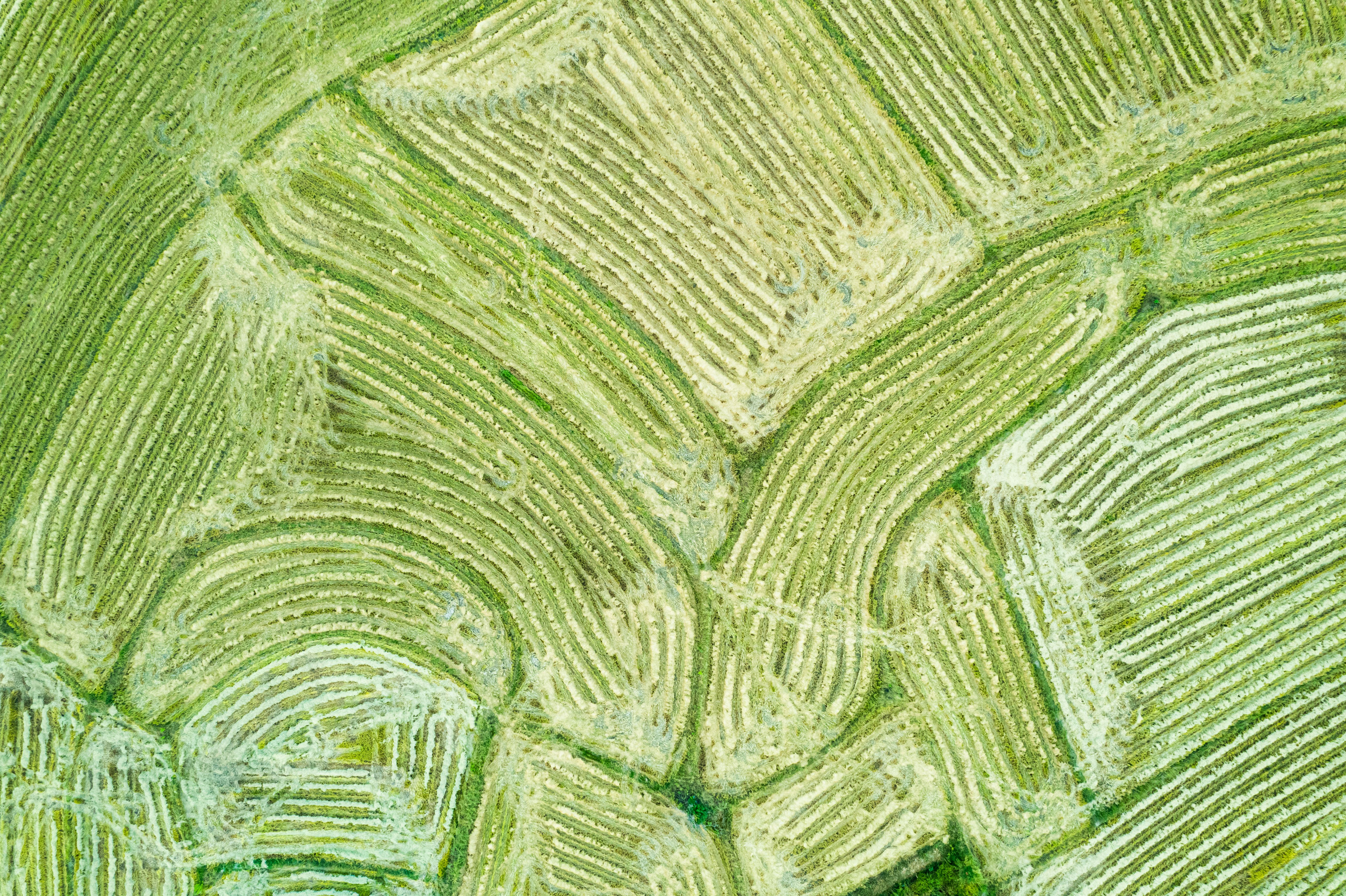 Superexpressão de OsPATROL1 acelera abertura estomática e eleva crescimento do arroz sob luz flutuante