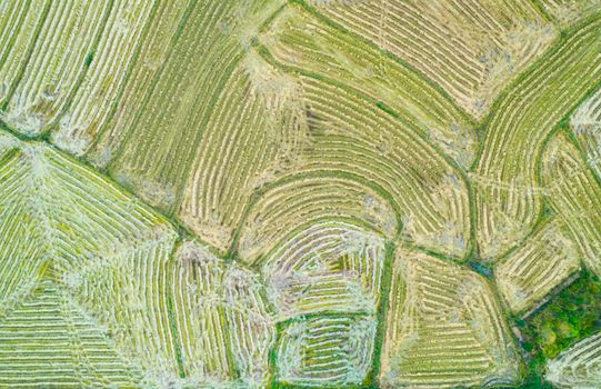Stunning aerial shot showcasing the intricate patterns of lush green fields near Wuhan, China.