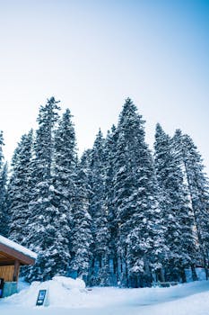 Majestic snow-covered pine trees in Banff National Park, Alberta, Canada during winter.