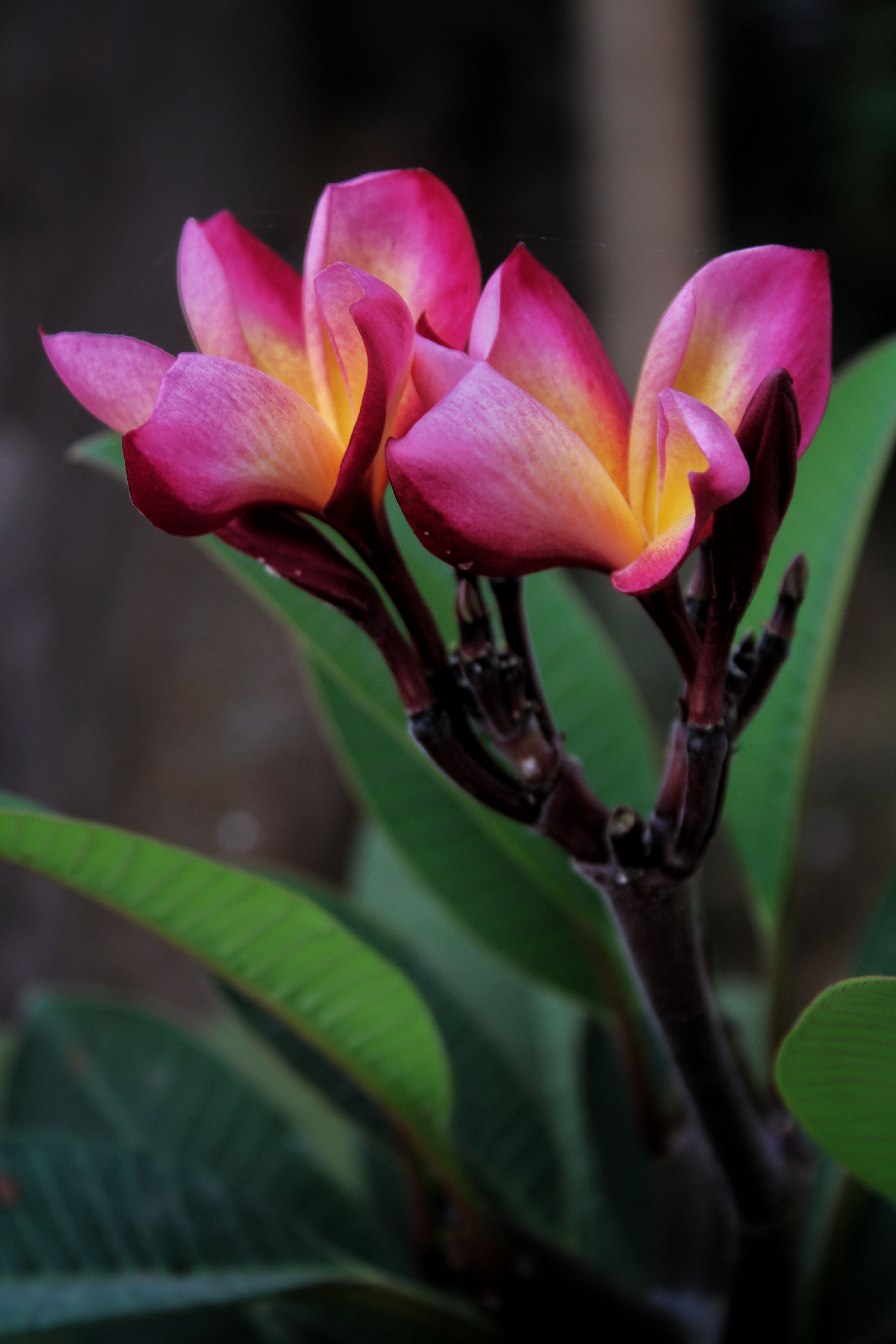 [ColoSach]-close-up-of-vibrant-pink-plumeria-flowers-in-natural-setting,-ideal-for-floral-and-nature-themes.