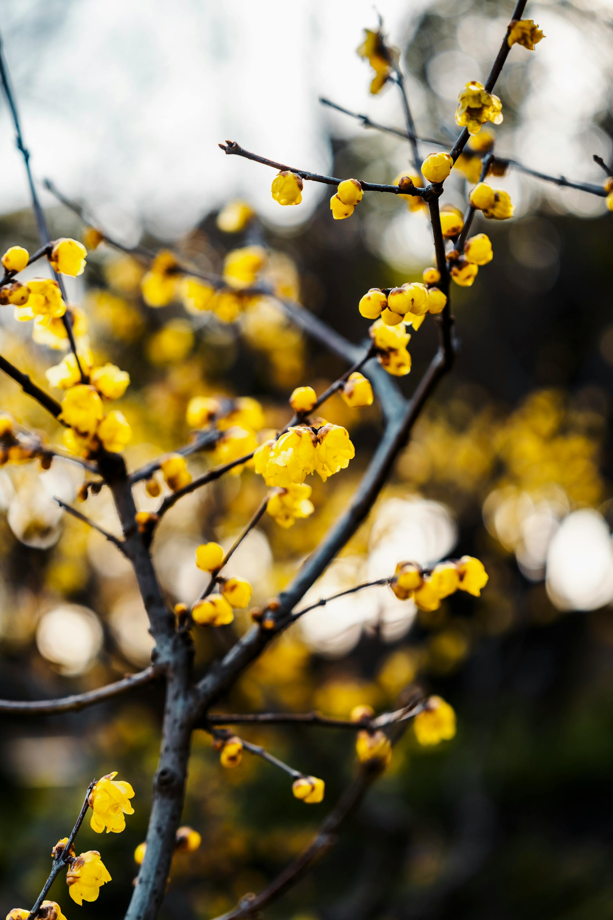 yellow blossoms on winter branches in china