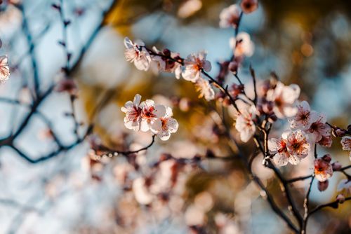 Free Beautiful cherry blossoms in full bloom during springtime in Wuxi, China, capturing nature's delicate beauty. Stock Photo