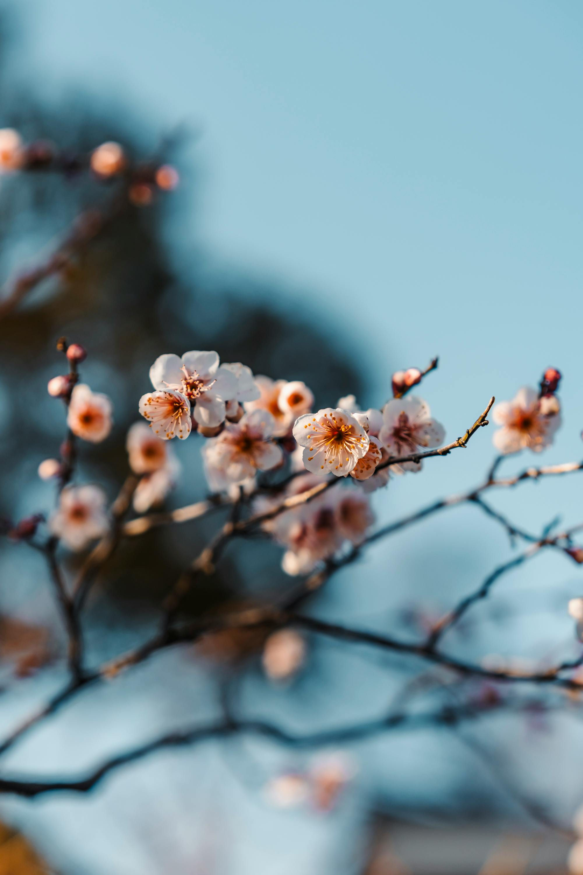 beautiful spring plum blossoms in wuxi