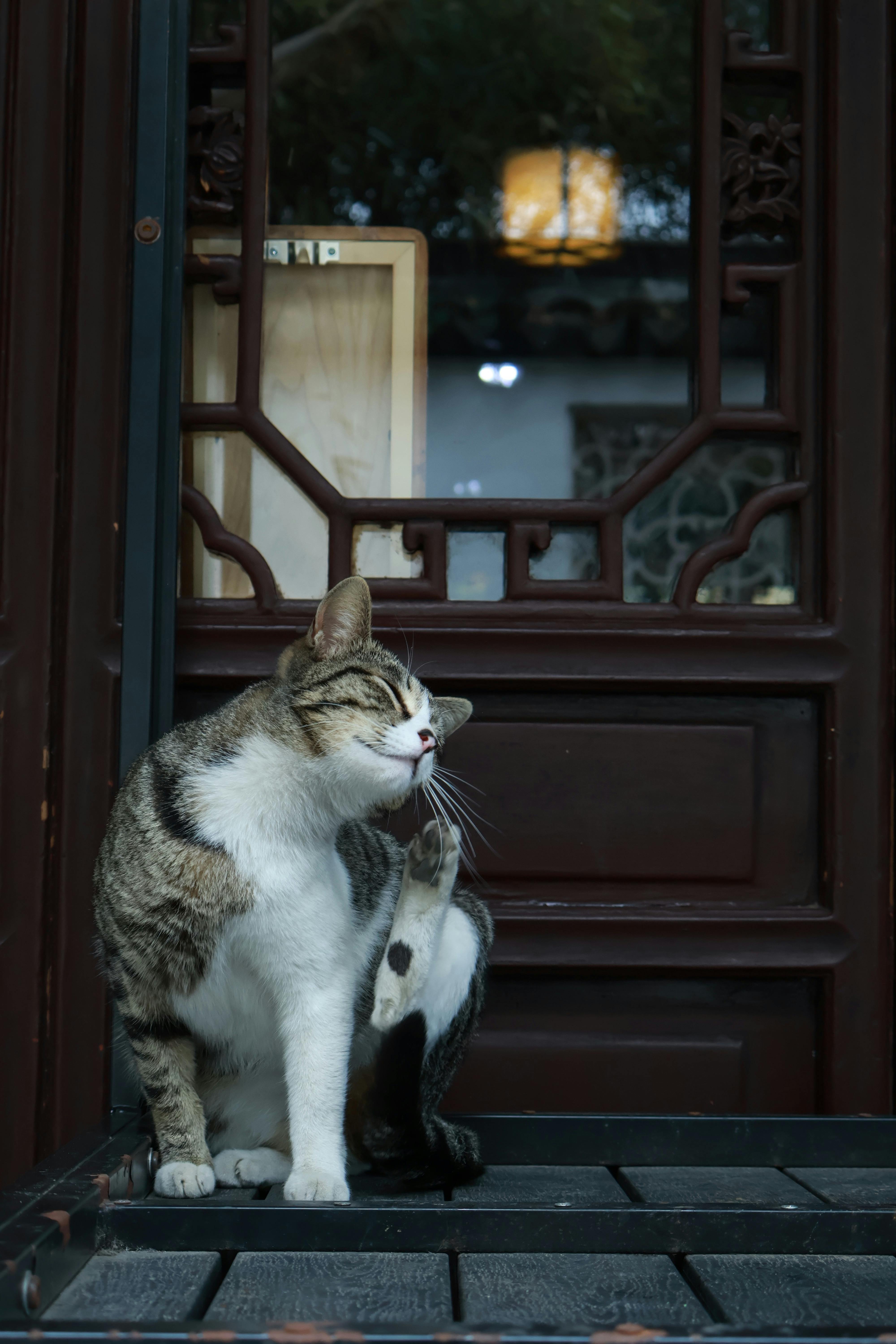 嬤孫遛貓運氣爆表！🐱💰 刮中百萬大獎