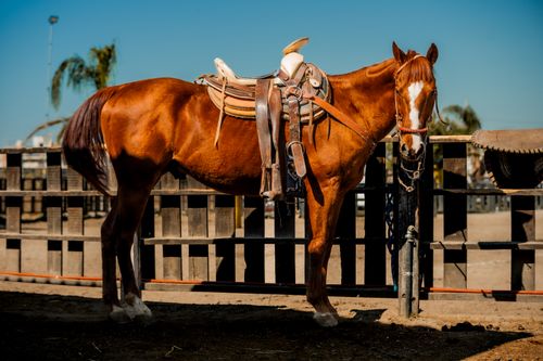 Free Beautiful chestnut horse saddled, standing in a sunny ranch in Puebla, Mexico. Stock Photo