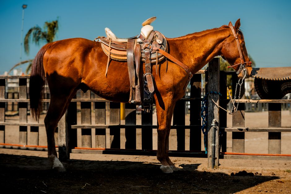 A chestnut horse stands saddled in a bright day at a Mexican ranch corral.