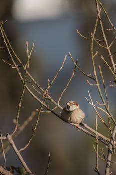 A close-up of a sparrow sitting on a bare tree branch, captured in natural sunlight outdoors.