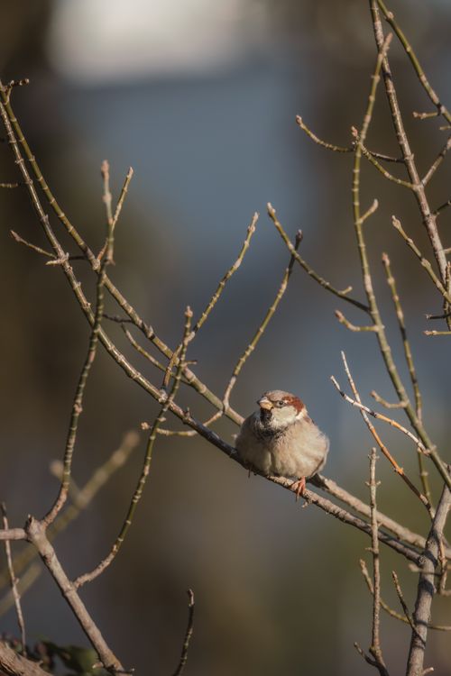 Free A close-up of a sparrow sitting on a bare tree branch, captured in natural sunlight outdoors. Stock Photo