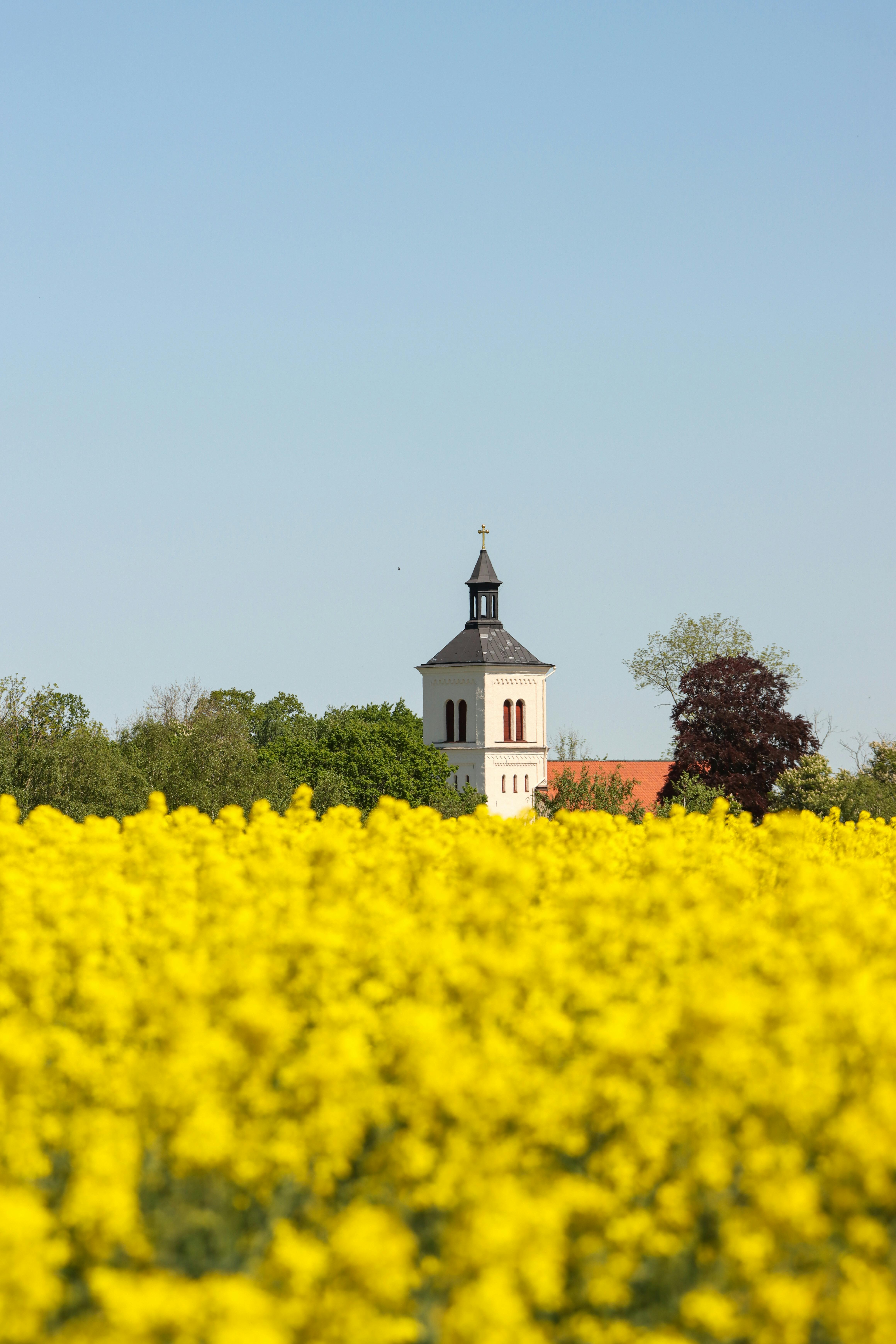 charming nordic church amid blooming rapeseed fields