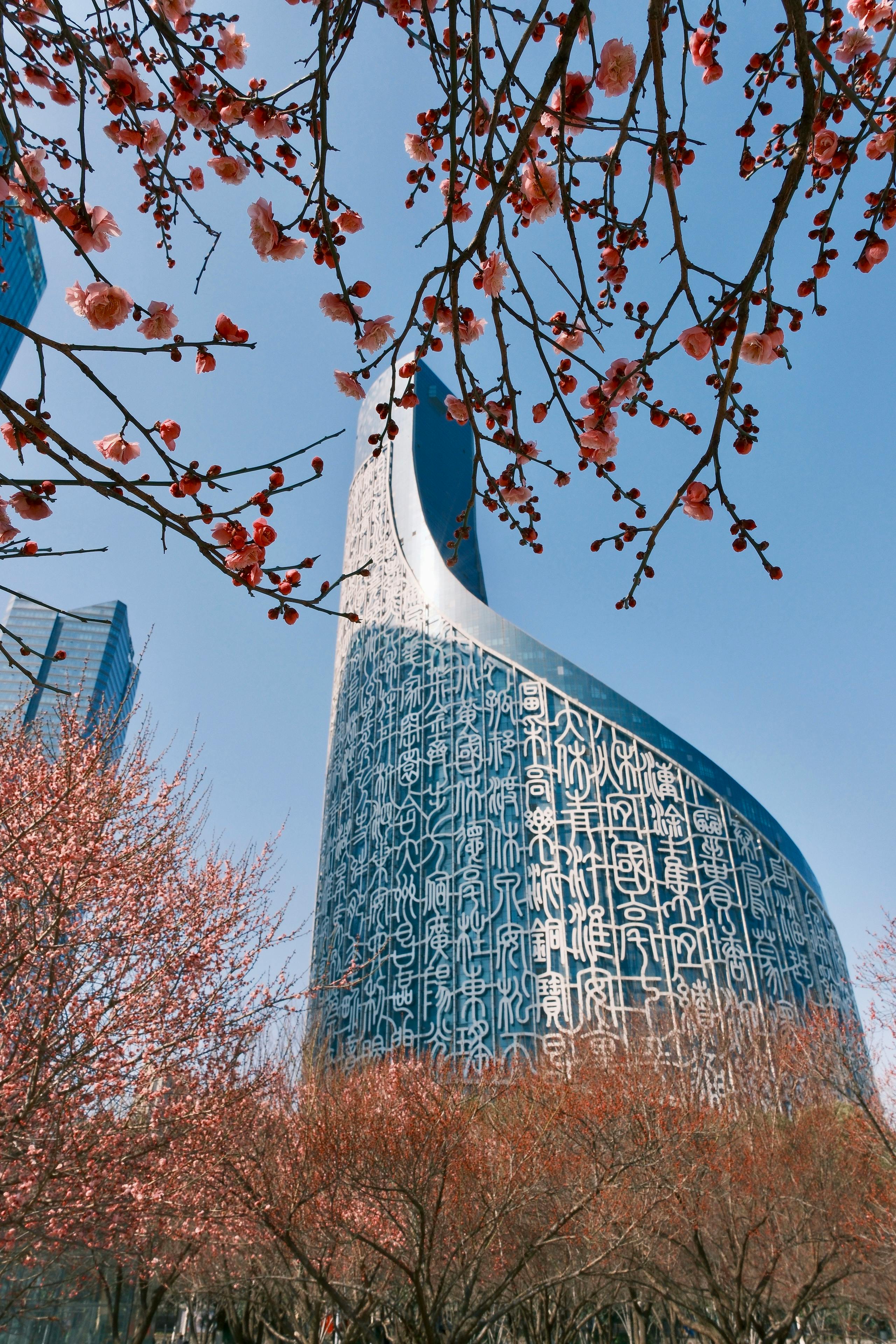 contemporary architectural design among cherry blossoms