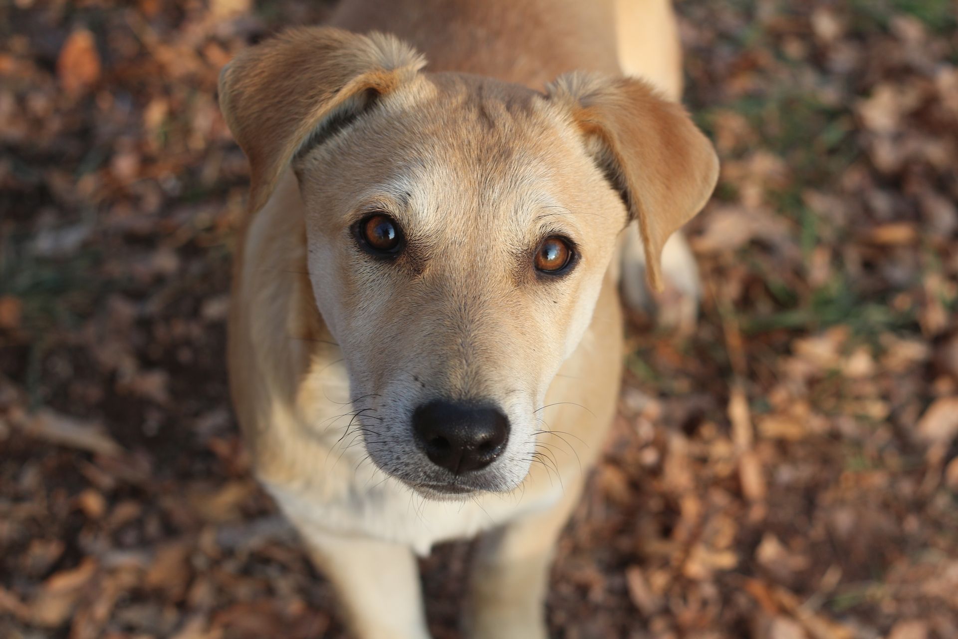 Cute Labrador mix puppy looking up surrounded by autumn leaves outdoors.