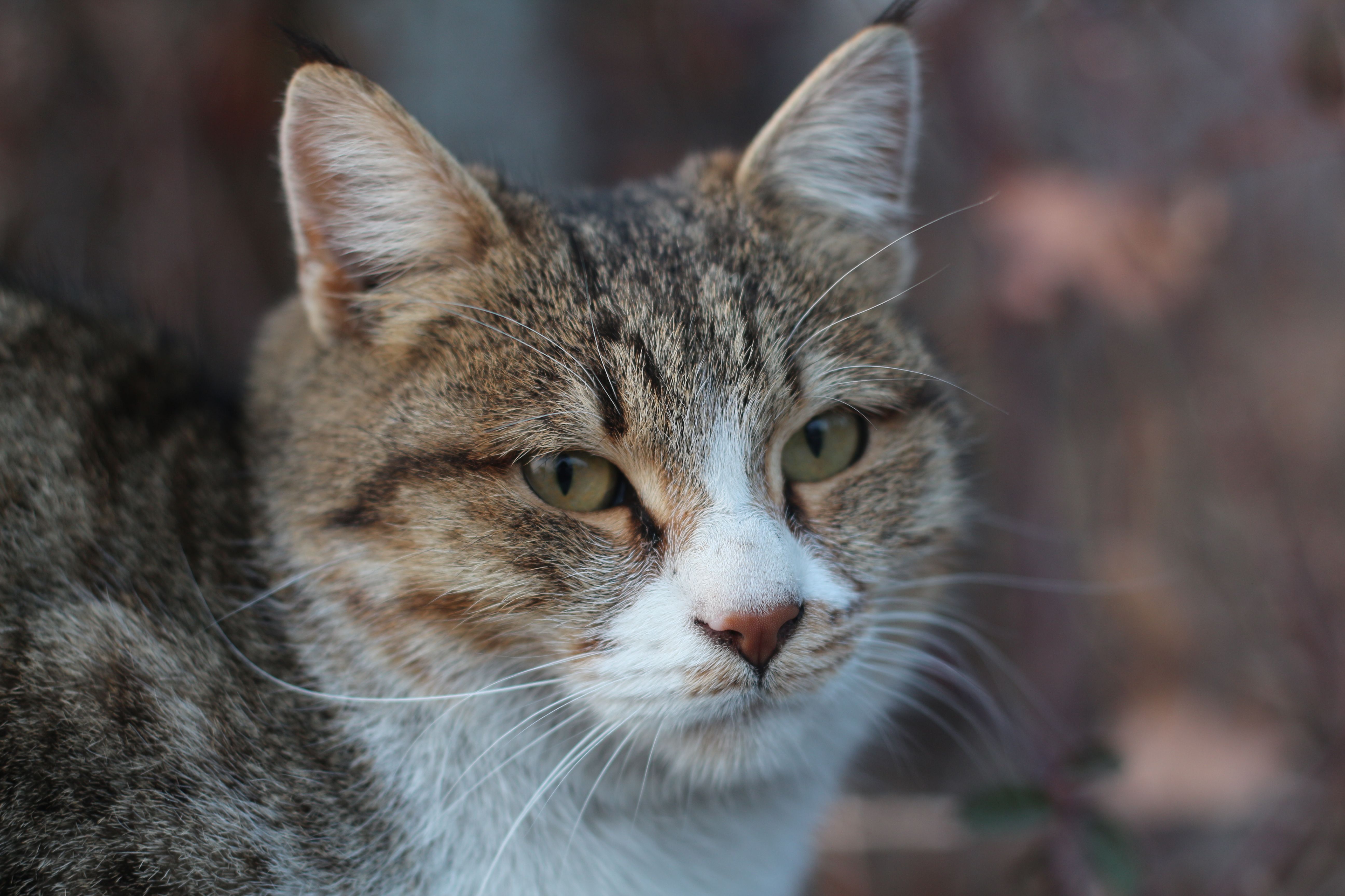 Veterinary care for a cat