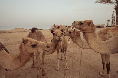 Free A group of camels in a tranquil desert setting, showcasing nature's simplicity. Stock Photo