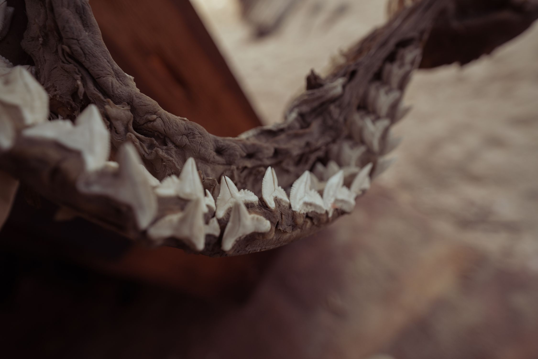 Close-up of Shark Jaw Bone with Teeth · Free Stock Photo