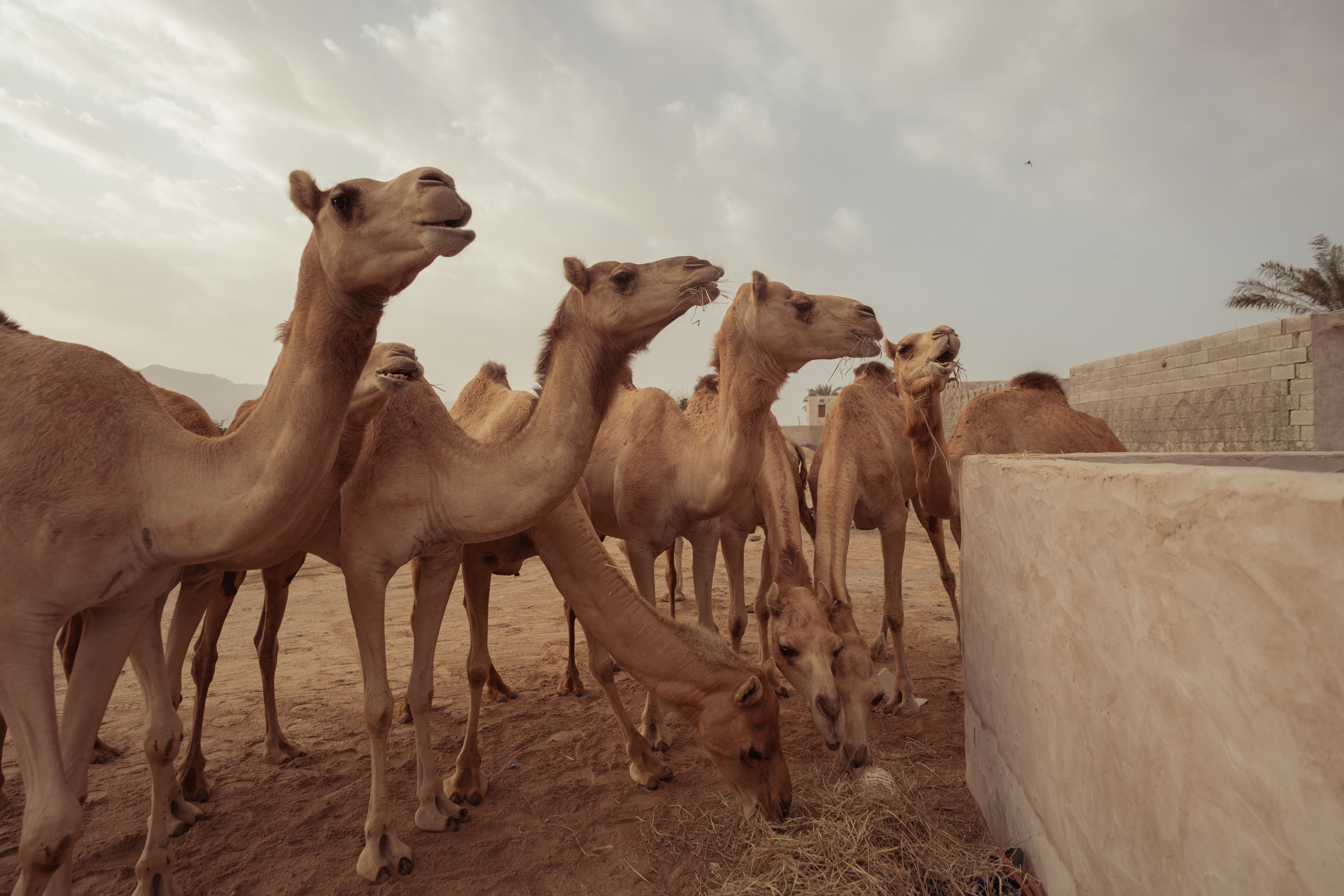 Camels at the Royal Camel Farm in Janabiyah, Bahrain