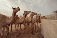 A herd of camels feeding in a sandy desert enclosure under a cloudy sky.
