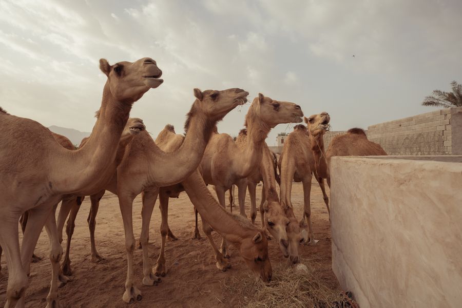 National Camel Research Farm photo 2