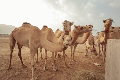 Free A herd of camels feeding in a desert environment under a bright sky. Stock Photo