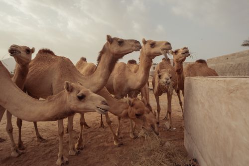 Free A herd of dromedary camels grazing near a wall with a cloudy sky background. Stock Photo
