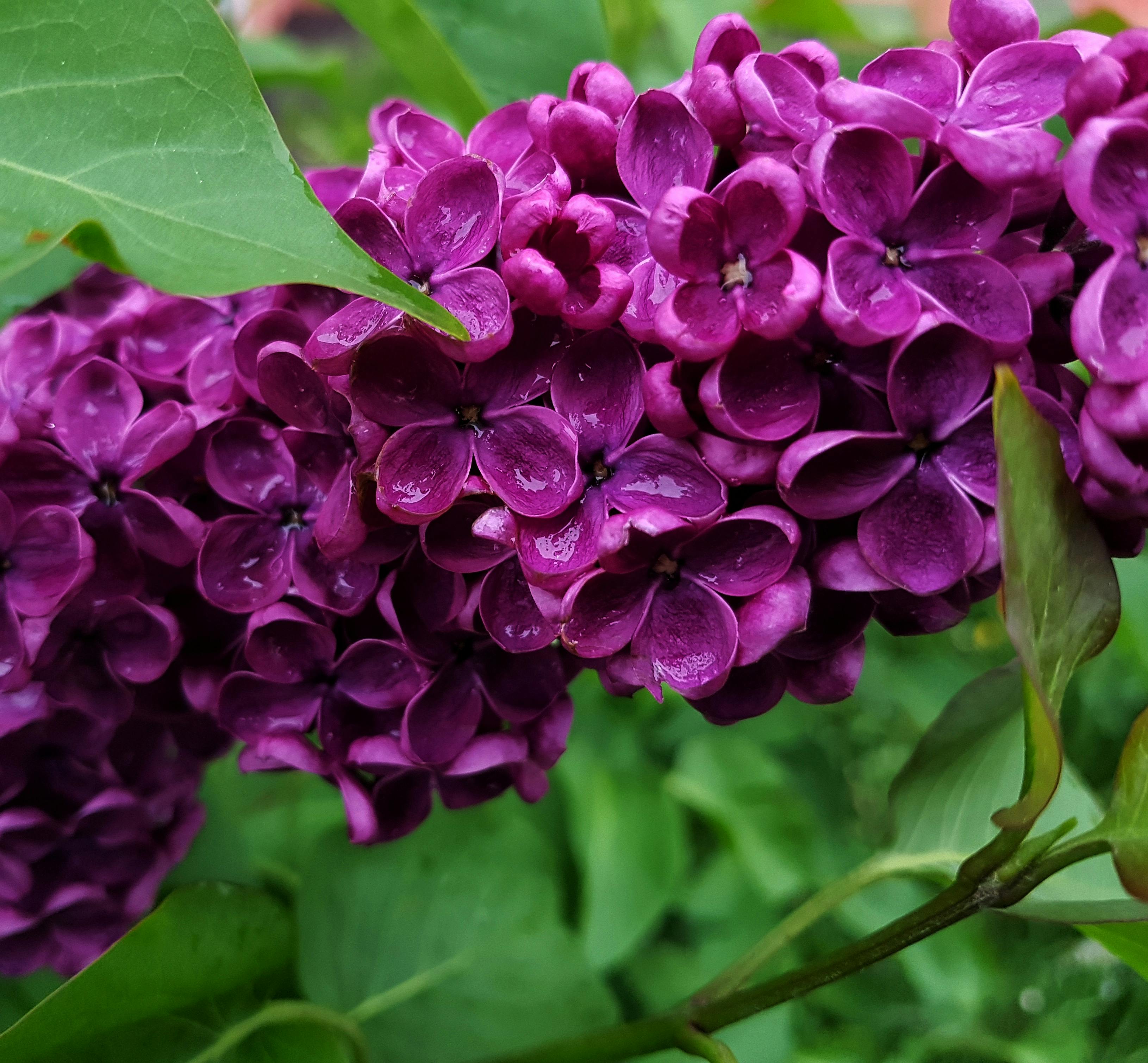 https://www.pexels.com/photo/vibrant-purple-lilac-flowers-in-springtime-30688287/