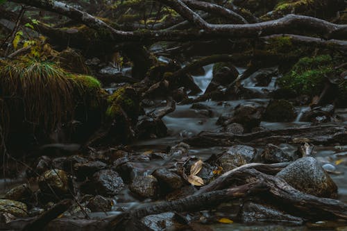 Безкоштовне стокове фото на тему «валуни, вода, гілки дерев»