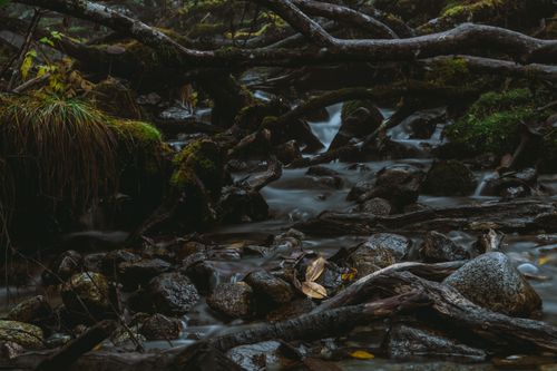 Free A tranquil forest creek flows over mossy rocks and under twisted branches. Stock Photo
