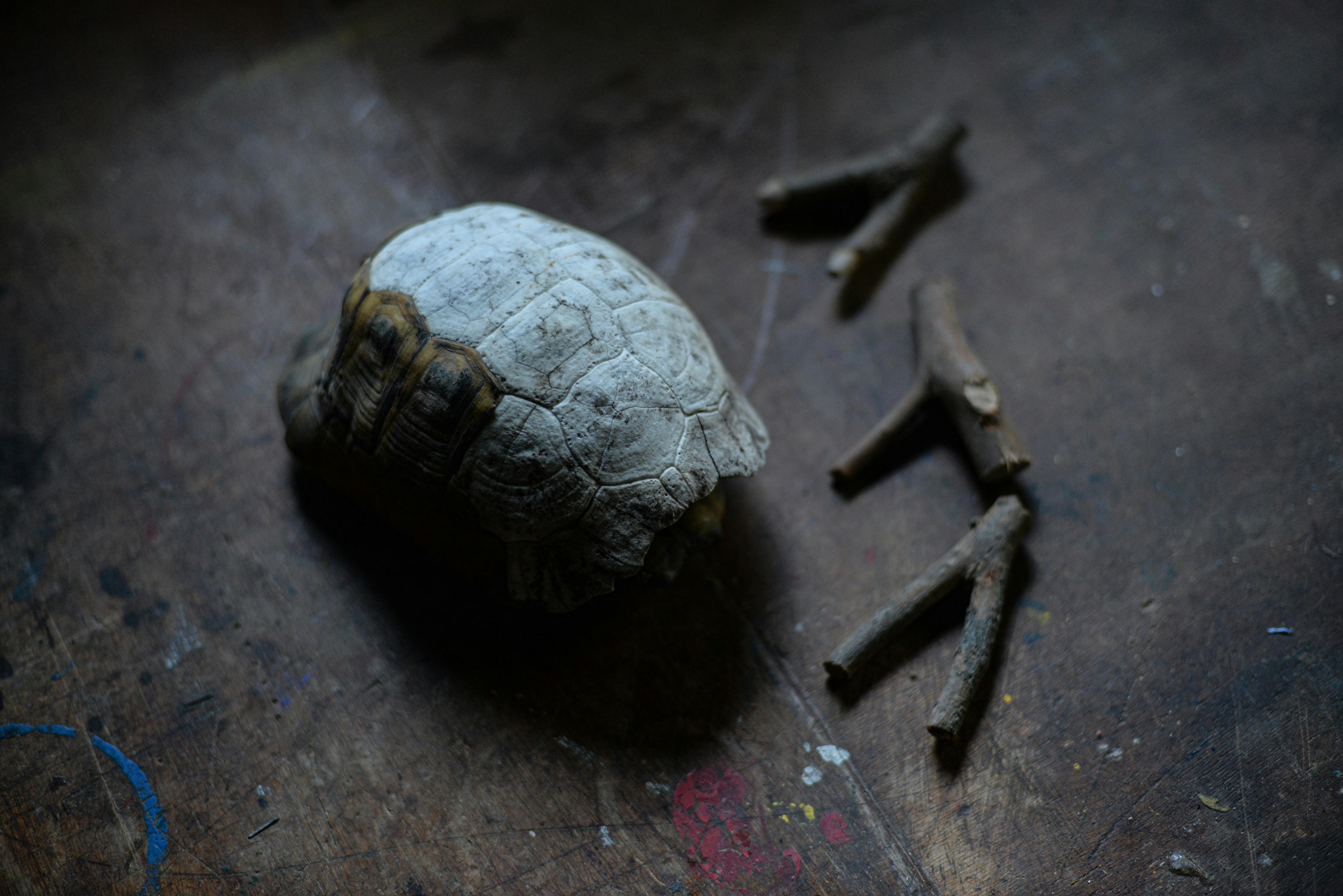 close up of turtle shell on wooden surface