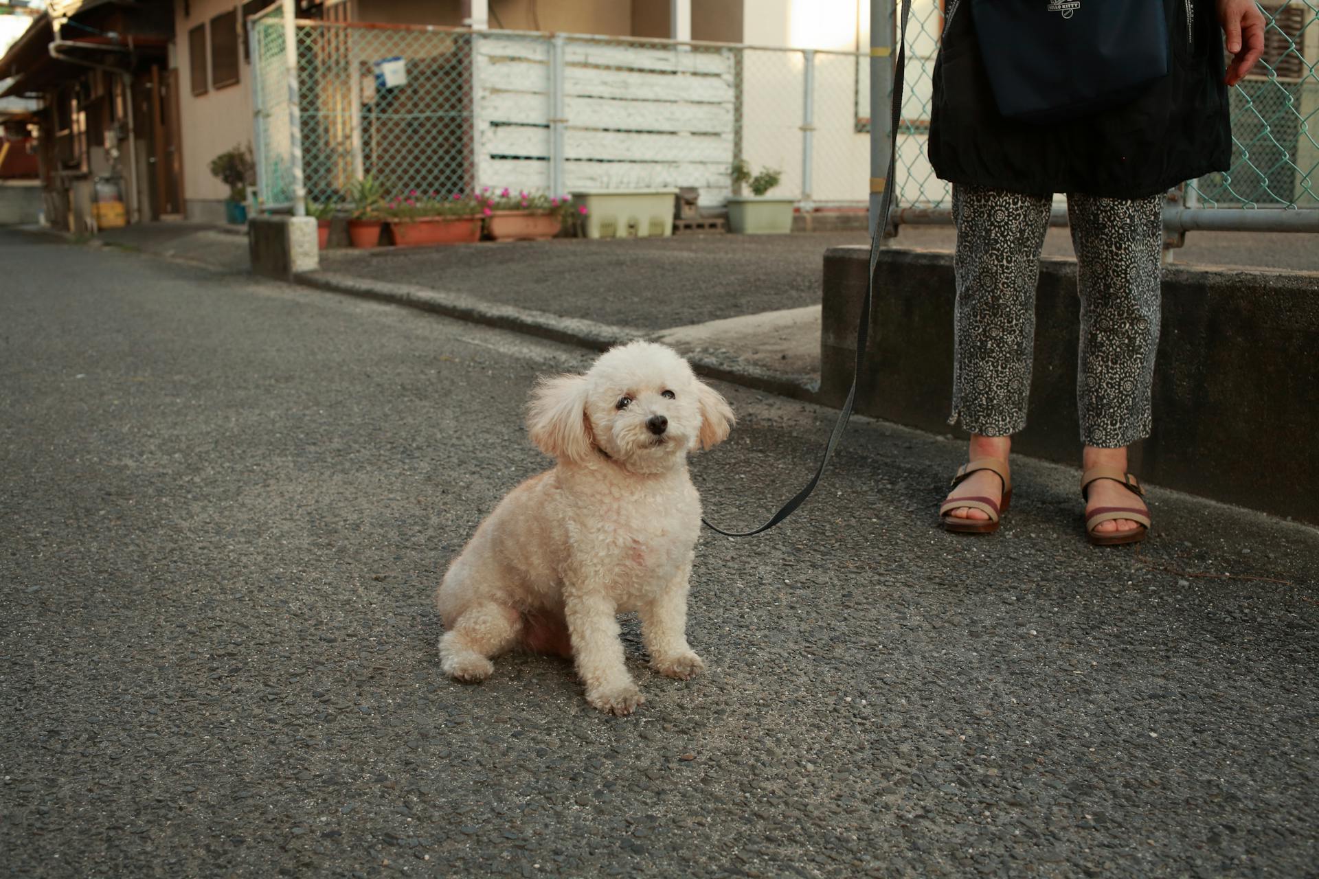 Dog on Leash